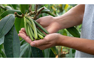 A pair of hands holding a bunch of, a Nature Photo by Igor Tichonow