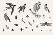 Garden Birds. Black & white, an Animal Illustration by olga.korneeva (Thumbnail 5 of 7)