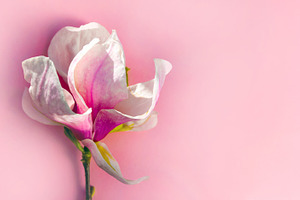 Close-up of a pink and white magnolia blossom on a pastel pink b, a Nature Photo by Ales Munt