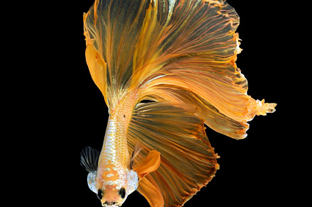 Betta fish or Siamese fighting
