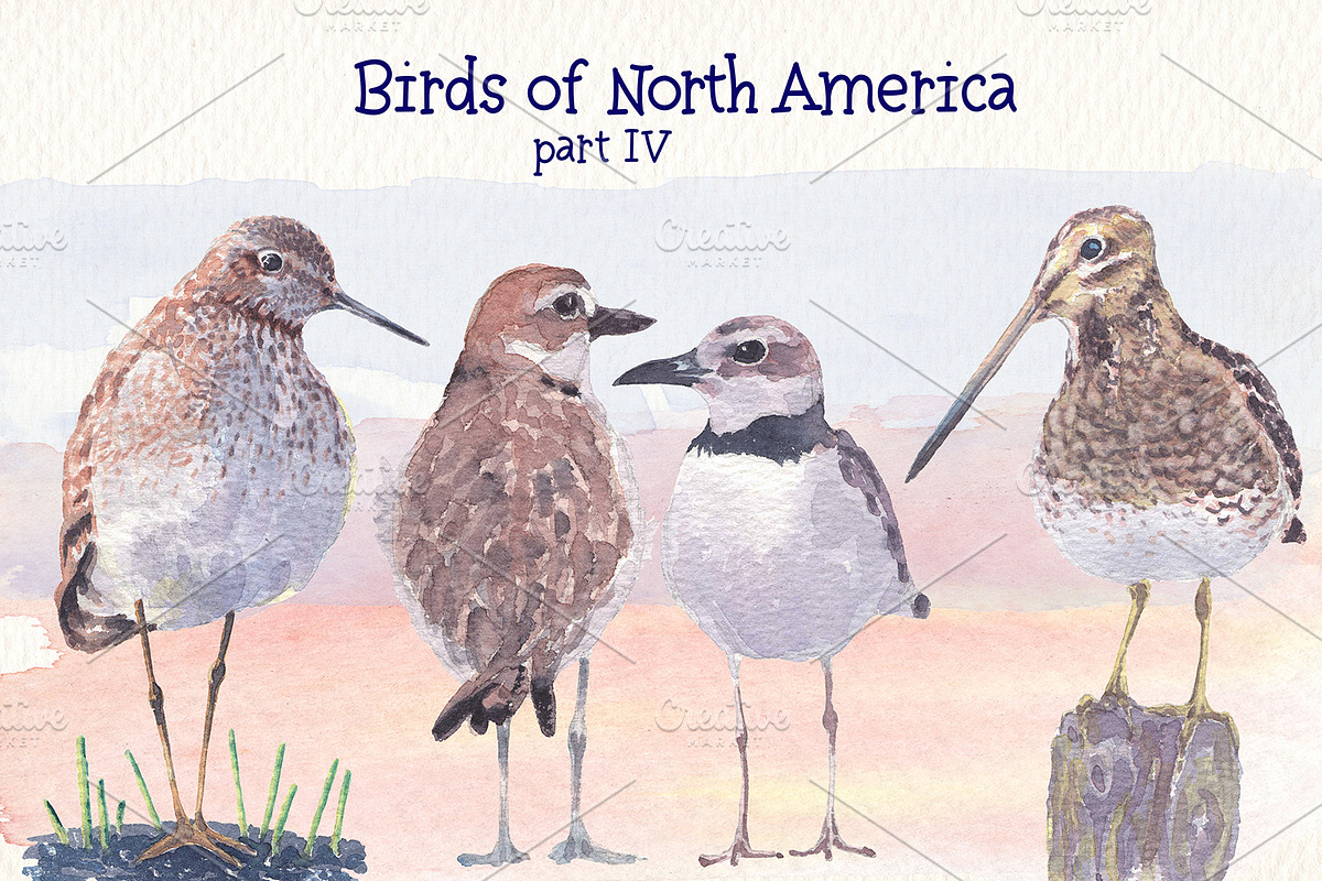 Birds of North America part 4, an Animal Illustration by Art & Things (Photo 1 of 6)