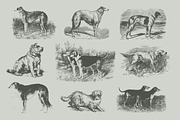 Vintage Bundle 2500+ Free Update, an Animal Illustration by Retro Machine (Thumbnail 92 of 170)