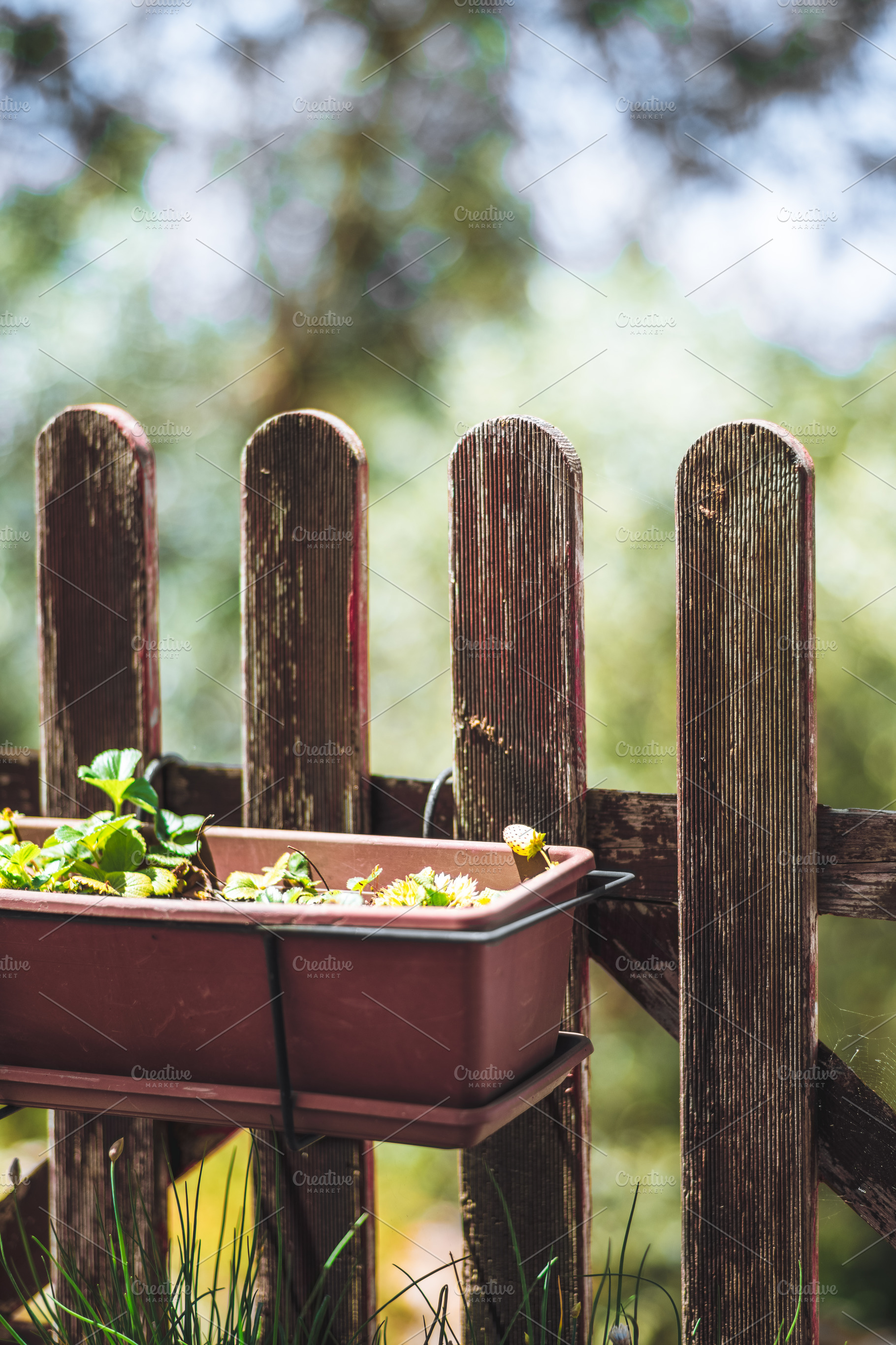 Strawberry planter on rustic fence, a Food & Drink Photo by SkyNext