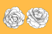 Camellia japonica, an Object Graphic by VictoriaKStudio (Thumbnail 4 of 6)