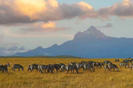 Zebras in a row walking in the savannah on Mount Kenya backgroun, an Animal Photo by Byrdyak