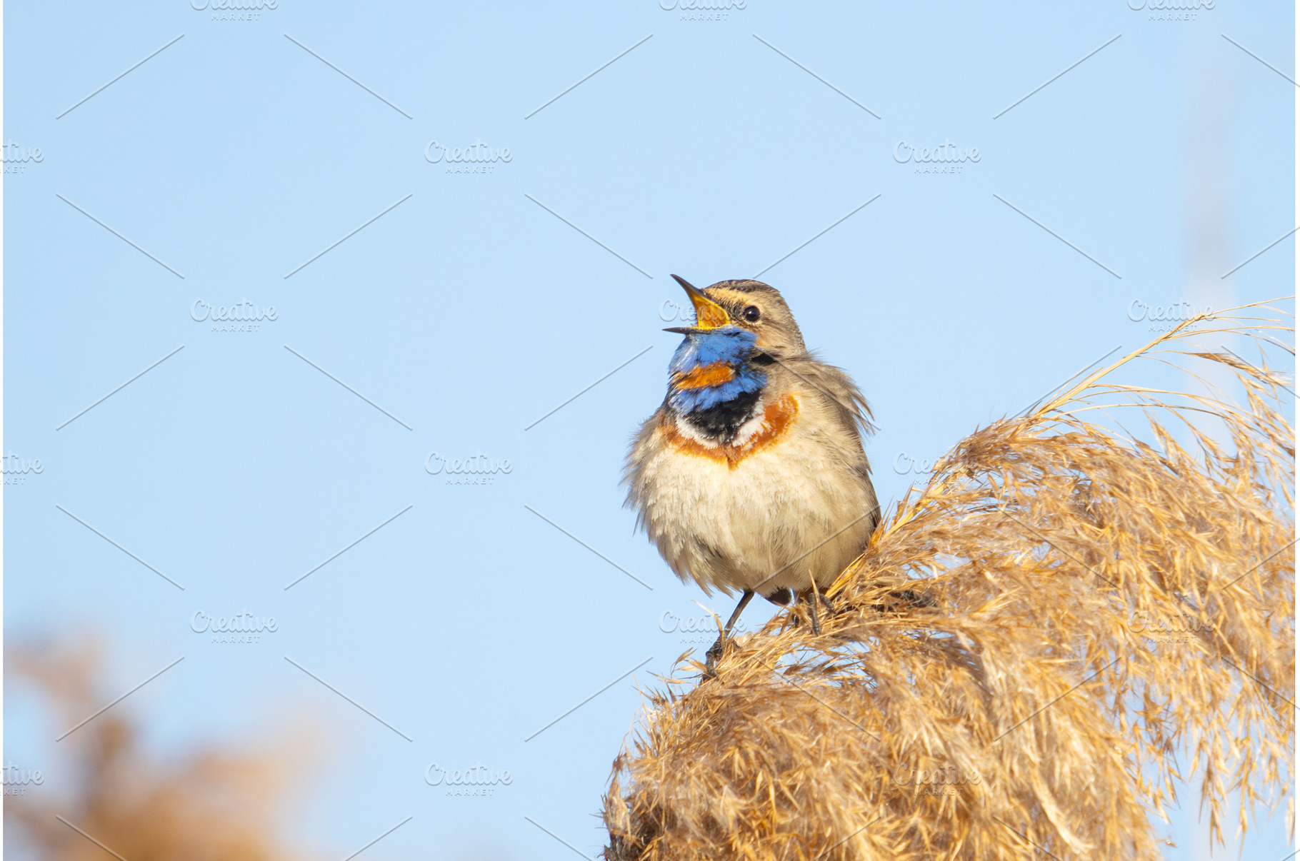 Brilliant Bluethroat Singing atop a, an Animal Photo by Pakosta