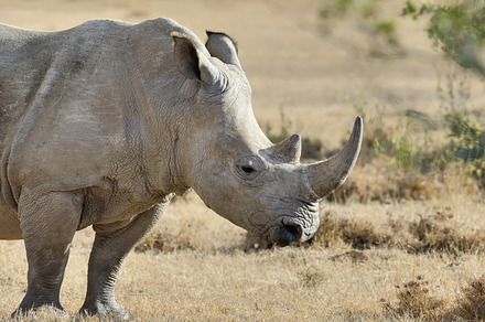 Rhino stock photo containing animal and rhino, an Animal Photo by Byrdyak
