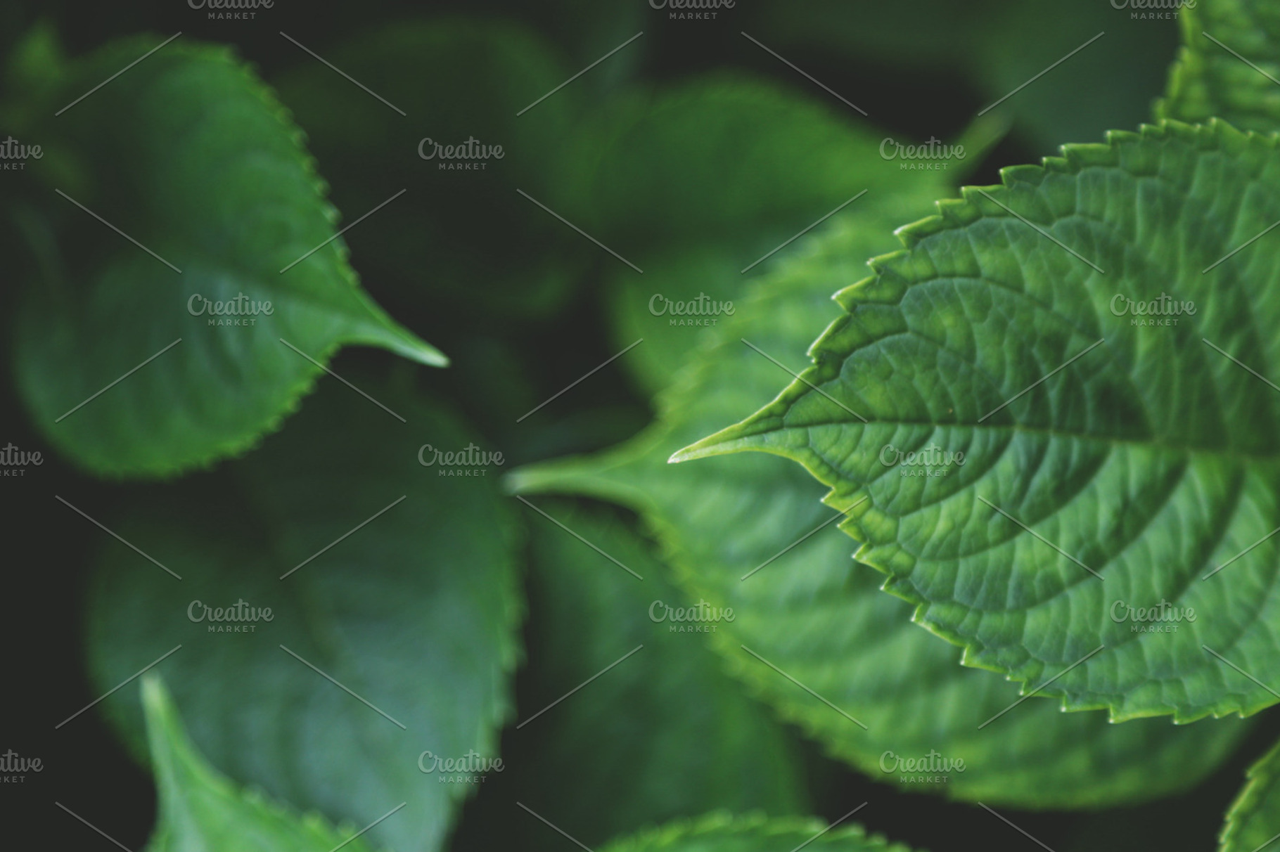 Green Leaves, a Background Photo by BrightShadow Photo Art