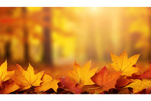Close-up of colorful autumn leaves, a Nature Photo by Igor Tichonow