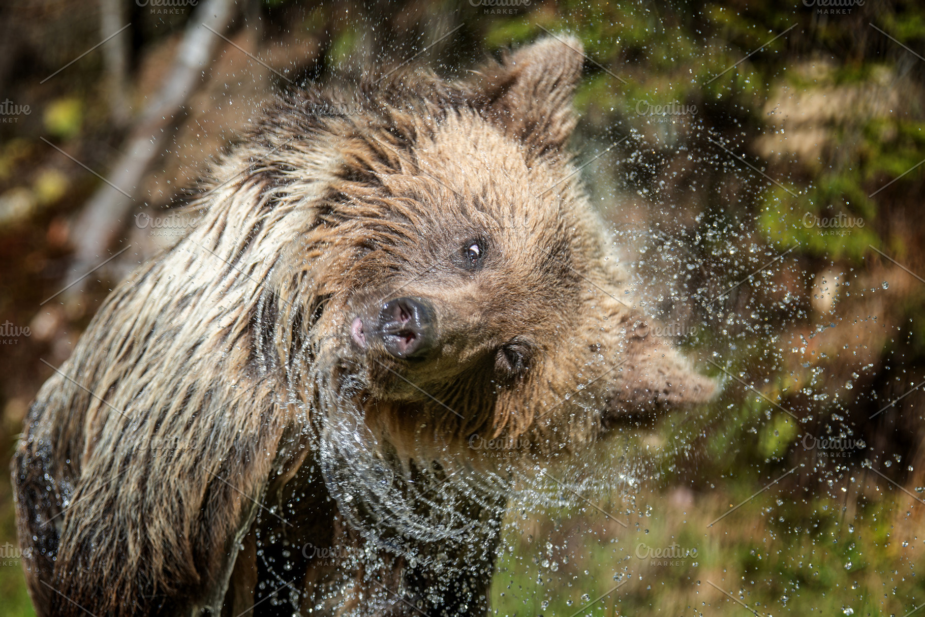 A brown bear splashes in water amidst lush greenery during a sun, an Animal Photo by Byrdyak