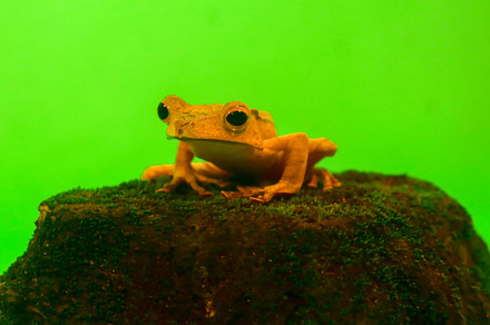 Wallace's flying frog, frogs, tree