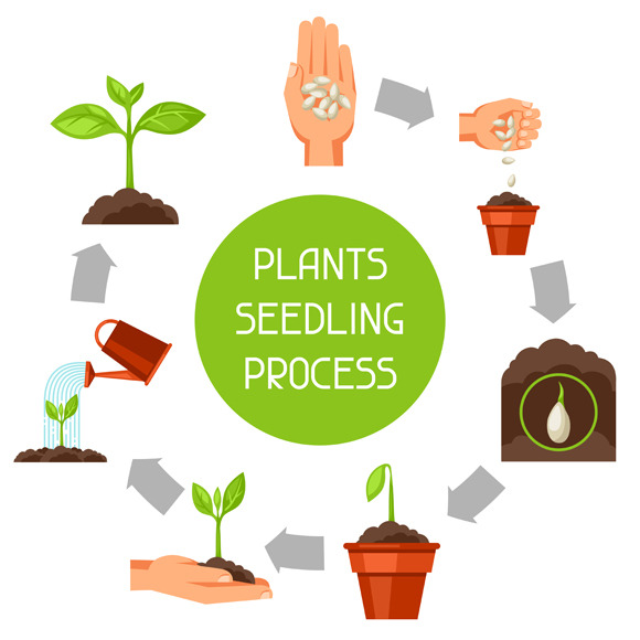 Seedling infographics., a Work Illustration by incomible