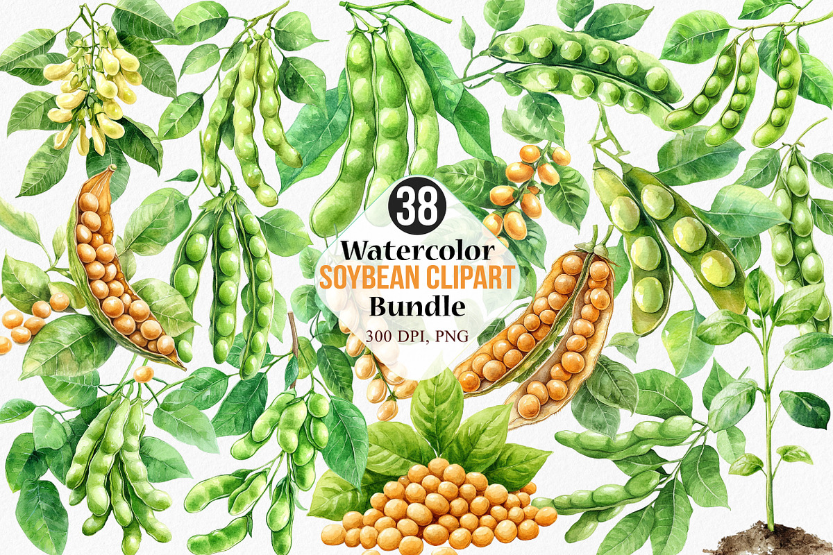 Watercolor Soybean Clipart Bundle, an Illustration by Canvas Craft (Photo 1 of 8)
