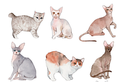 50 Hand-drawn Watercolor Cats, an Animal Illustration by ArtbyHien (Thumbnail 5 of 7)