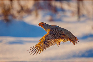 A freckle partridge - Perdix perdix, an Animal Photo by Lukas Jonaitis SHOP