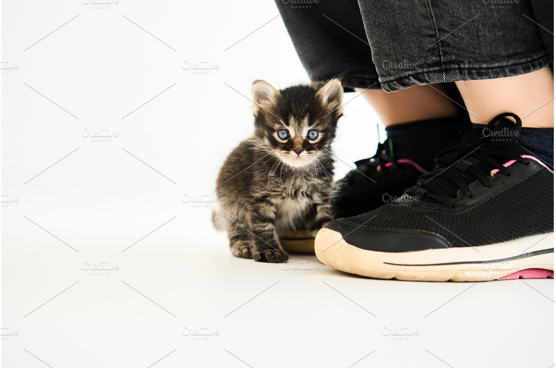 Woman petting cute little kitten, an Animal Photo by Gladkov photography