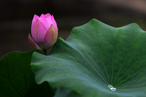 Lotus Flowers and Lotus Leaf