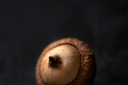 Acorn stock picture