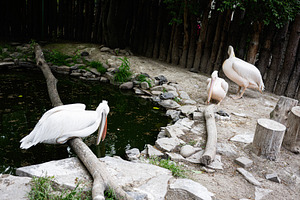 White pelicans near a pond surrounded by wooden logs and natural greenery, a Photo by AS photostudio