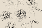 Hand Sketched Peonies, an Object Graphic by VictoriaKStudio (Thumbnail 8 of 9)