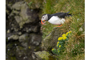 Single puffin on the cliffs in the, an Animal Photo by Backyard Stock