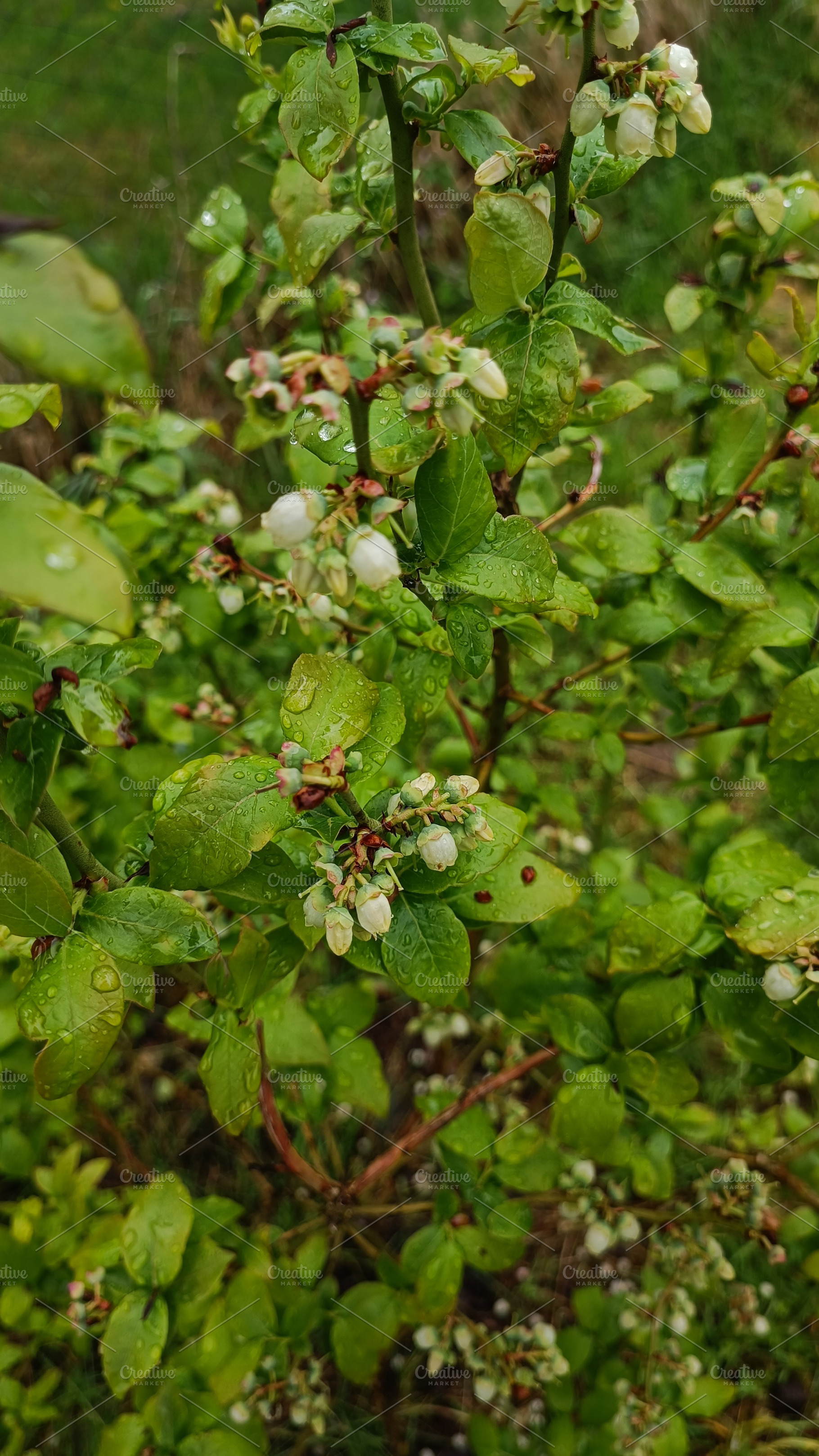 Garden blueberry bush after rain, a Nature Photo by Nastya_Velko