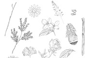 Soiree Botanical Graphic Set, a Food Illustration by Si Design Loft (Thumbnail 2 of 6)