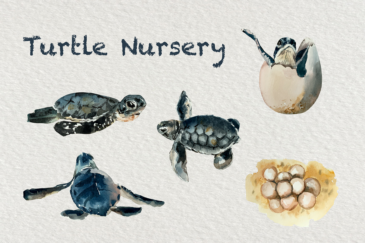 Big Life Cycle Bundle, an Education Illustration by Tati Bordiu (Photo 41 of 43)