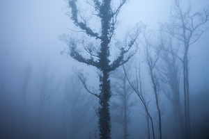 Trees in the fog, a Photo by saiko3p