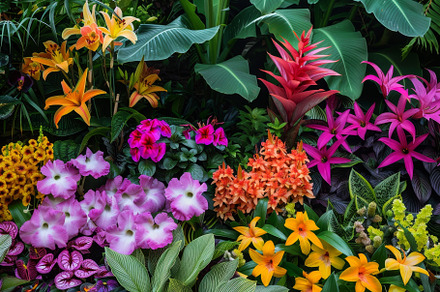 Diverse array of vibrant plants and, a Photo by Iftikhar Alam