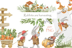 Rabbits are harvesting