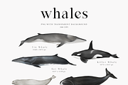 Watercolor Whales. Ocean animals set, an Animal Illustration by Diana Askarova Art (Thumbnail 2 of 7)