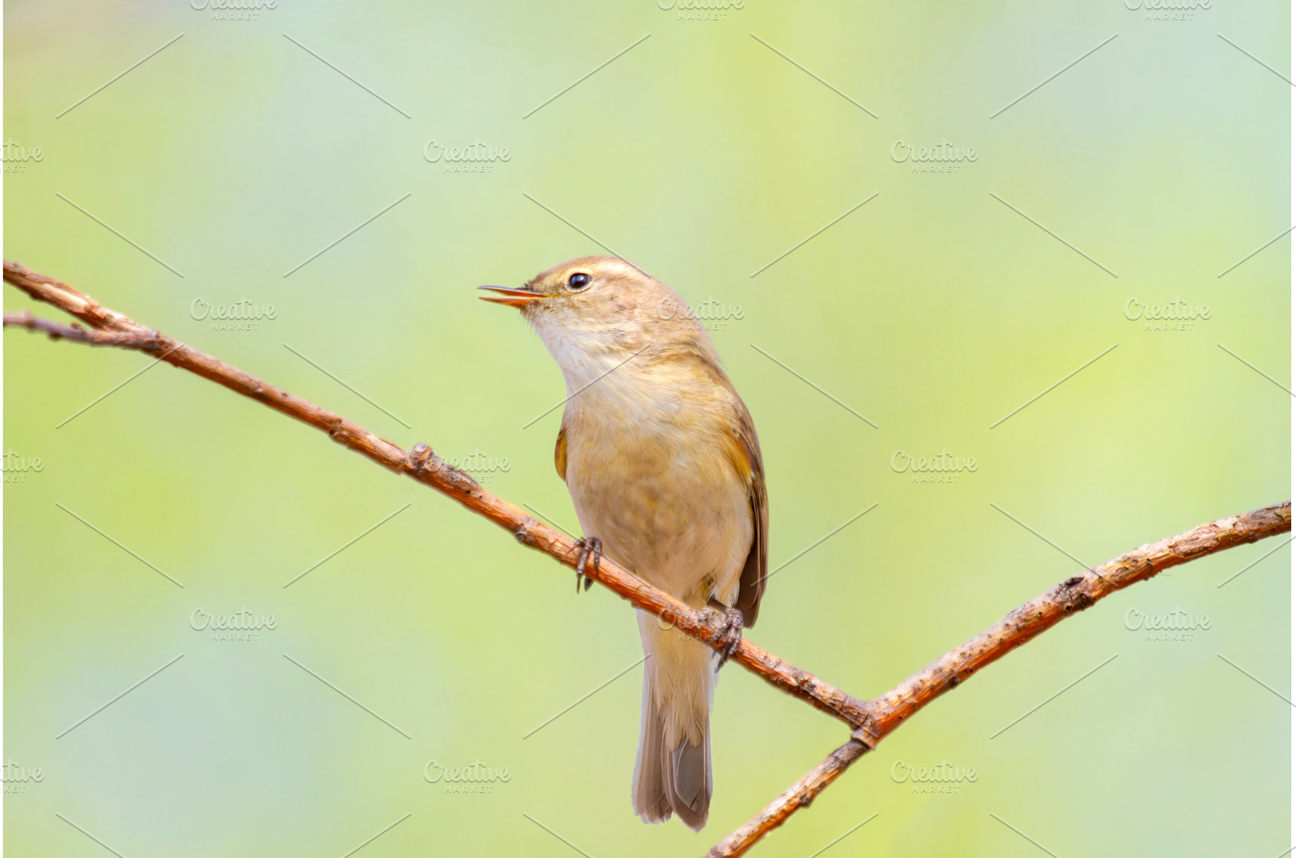 Small songbird willow warbler, an Animal Photo by Pakosta
