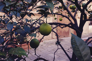 Lime tree stock photo containing lime and lime tree