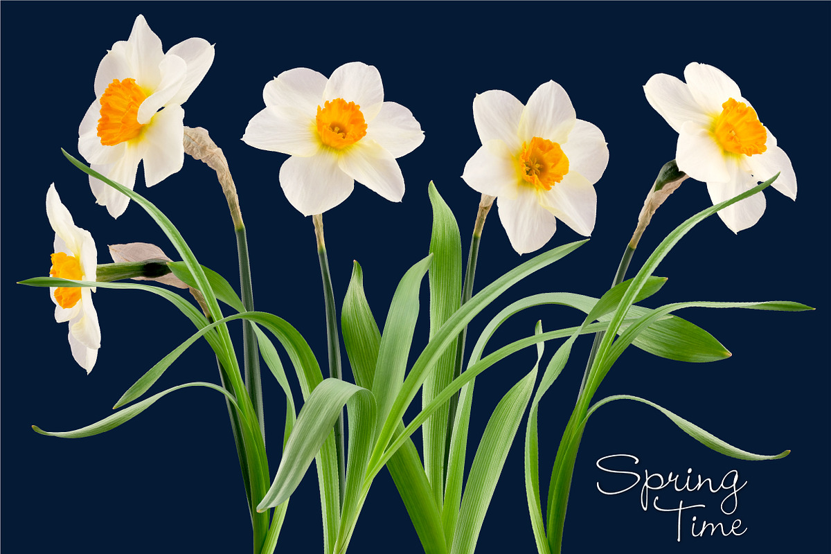 Daffodil Realistic ClipArt Specimens, an Object Graphic by Turning Moss (Photo 6 of 9)