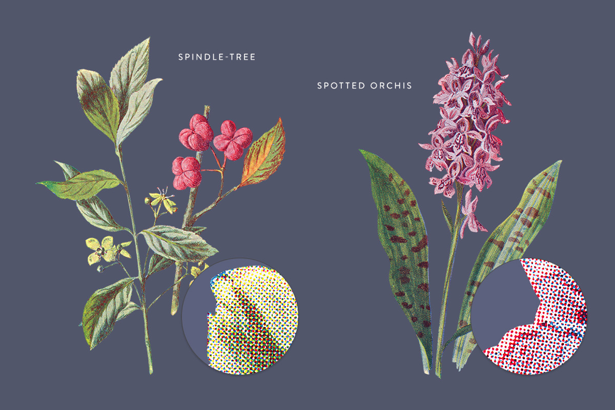 Vintage Flowers Vol.01 - Extra Large, an Illustration by Greta Ivy (Photo 10 of 18)