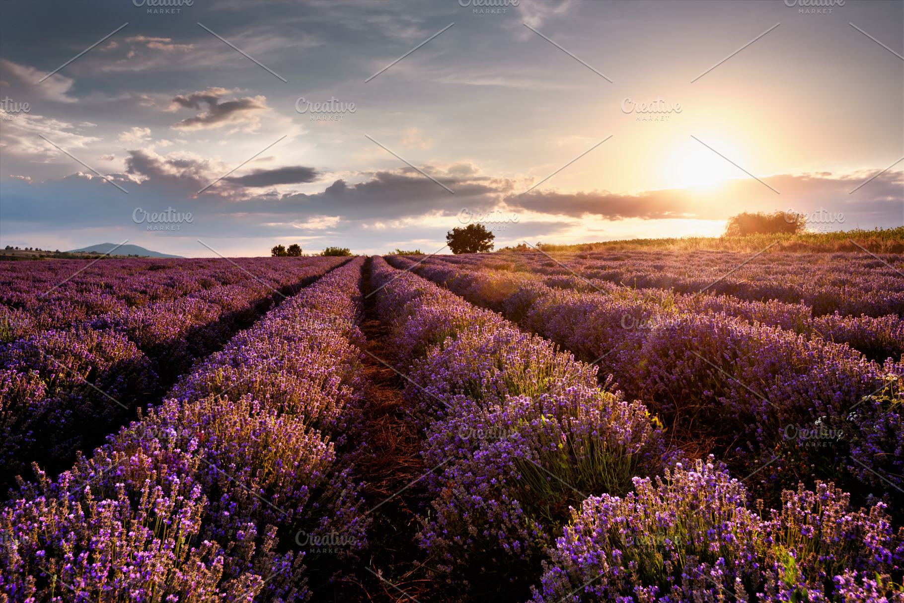 Sunset over lavender field, a Nature Photo by Milen Dobrev