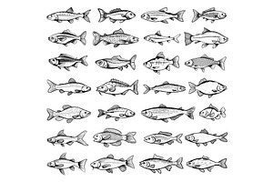 Doodle Style River Fish Icons. Hand, an Animal Illustration by LadadikArt