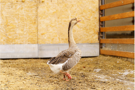 Geese walking by a wooden deck on a, a Nature Photo by darksoul72