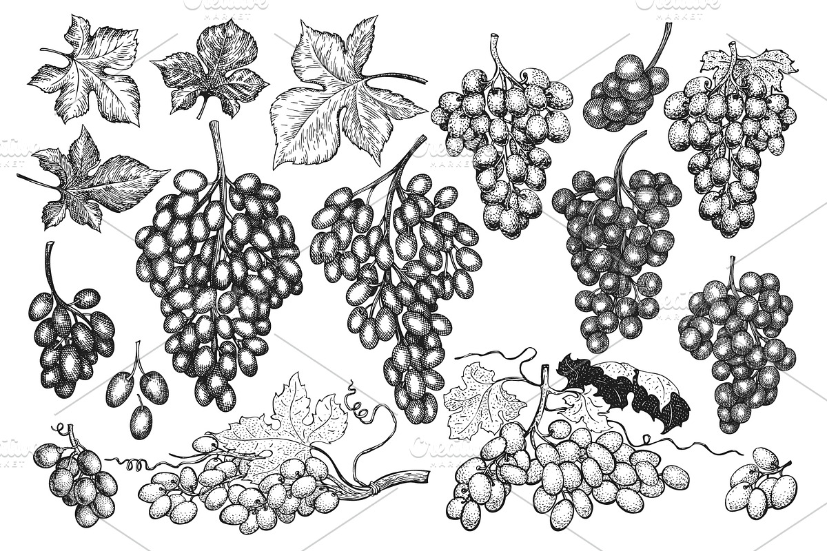 Grape Vector Collection, a Decorative Illustration by Lubov Illustrations Shop (Photo 2 of 5)
