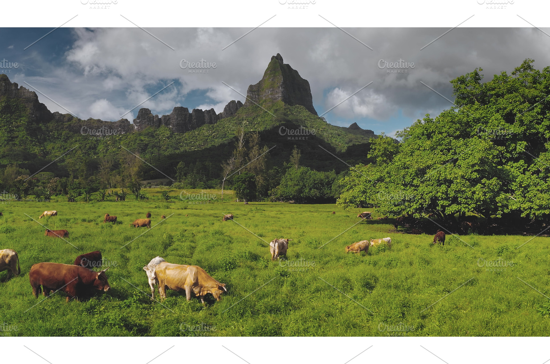 Many cows peacefully grazing lush, an Animal Photo by Goinyk