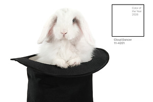 rabbit at black hat, an Animal Photo by Jan Jack Russo Media