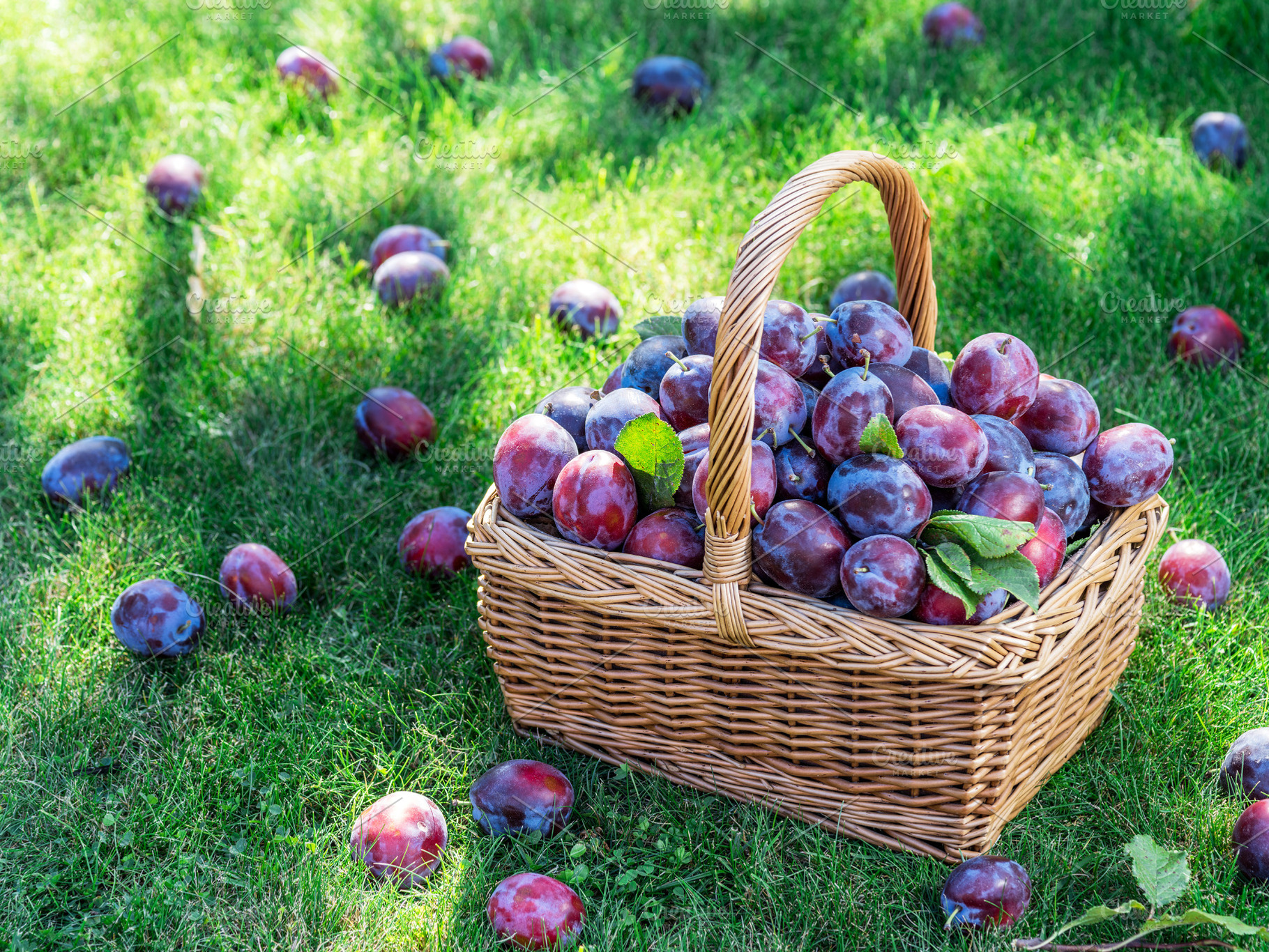 Plum harvest. Plums in the basket on the green grass., a Food & Drink Photo by Volff