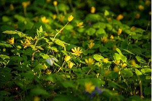 Yellow spring flowers growing in the, a Nature Photo by Nature and travel