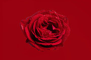 Red rose with water droplets, a Nature Photo by Bloomstock studio (Thumbnail 1 of 2)