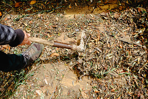 man using a shovel to take out some plant remains, a Photo by Nito