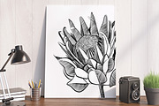 Protea Illustration Vector, an Illustration by Pretty Please Lara (Thumbnail 2 of 6)