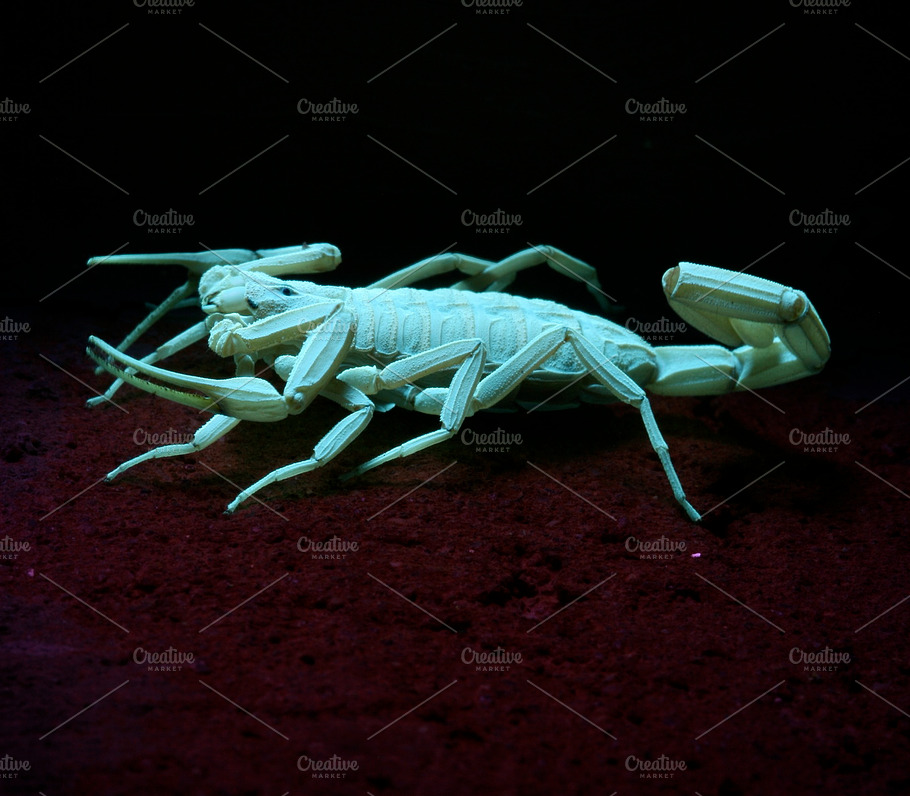 Bark Scorpion