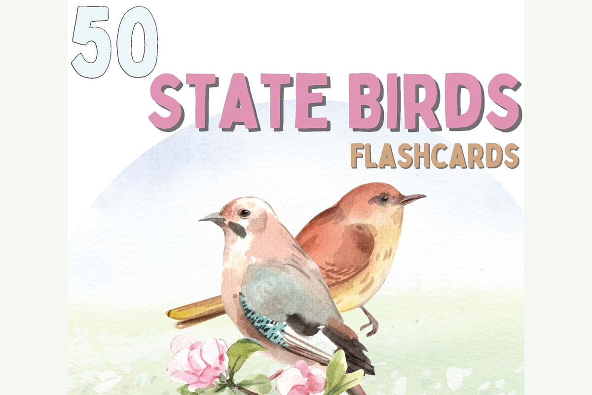 50 State Birds Printable Flashcards, an Education Illustration by Sourcedigi (Photo 1 of 3)