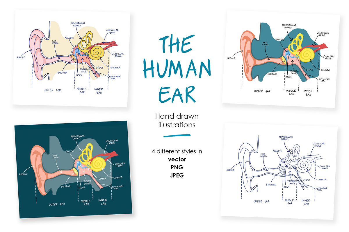 Human ear anatomy, an Education Illustration by Illustrationsforteachers (Photo 2 of 2)